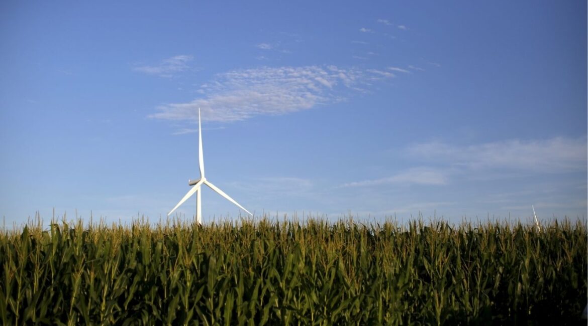 A wind turbine is seen in a field of corn in Haverhill, Iowa, United States, July 18, 2015. (REUTERS/Jim Young)
