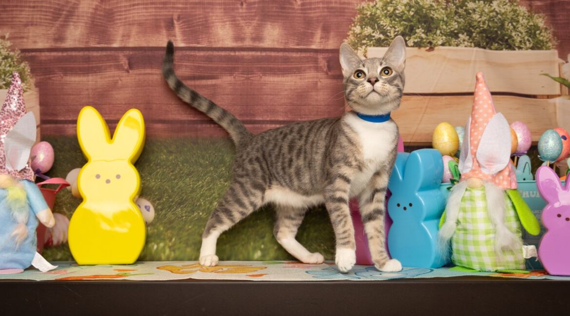 Mister Mittens GV Wire's adoptable pet of the week, May 8, 2025