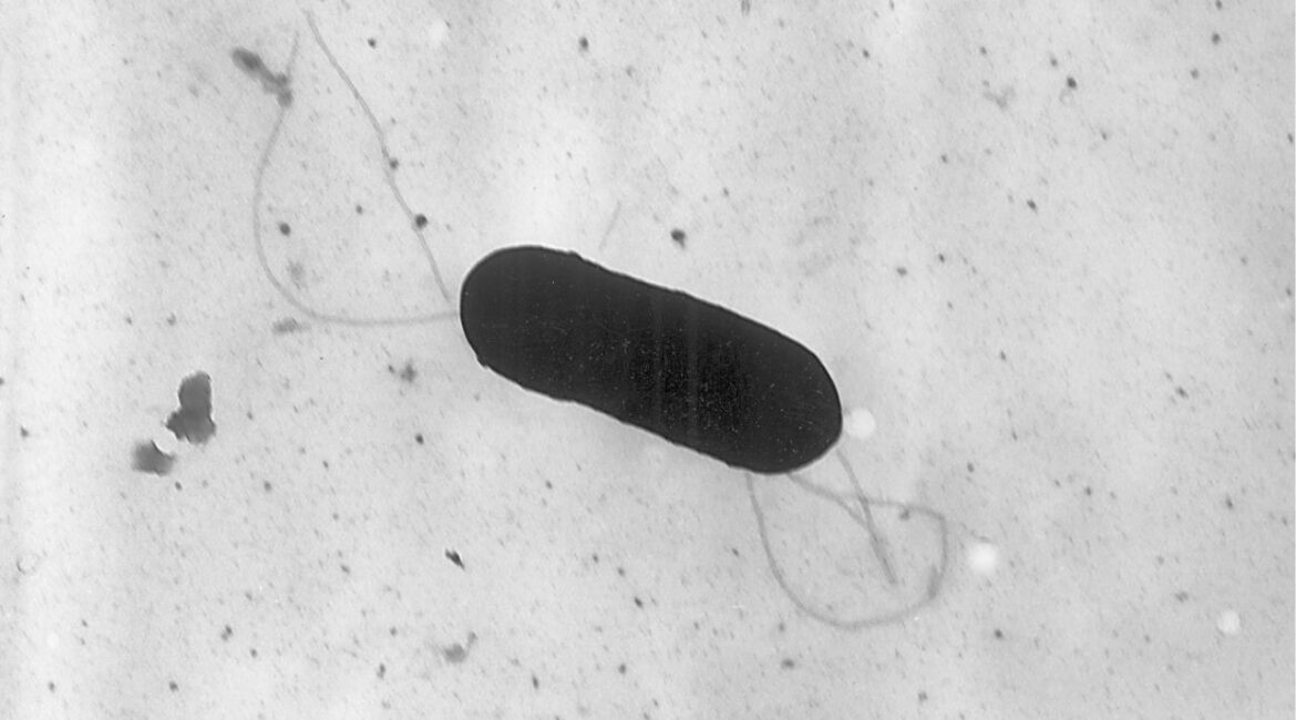 This 2002 electron microscope image made available by the Centers for Disease Control and Prevention shows a Listeria monocytogenes bacterium. (AP File)