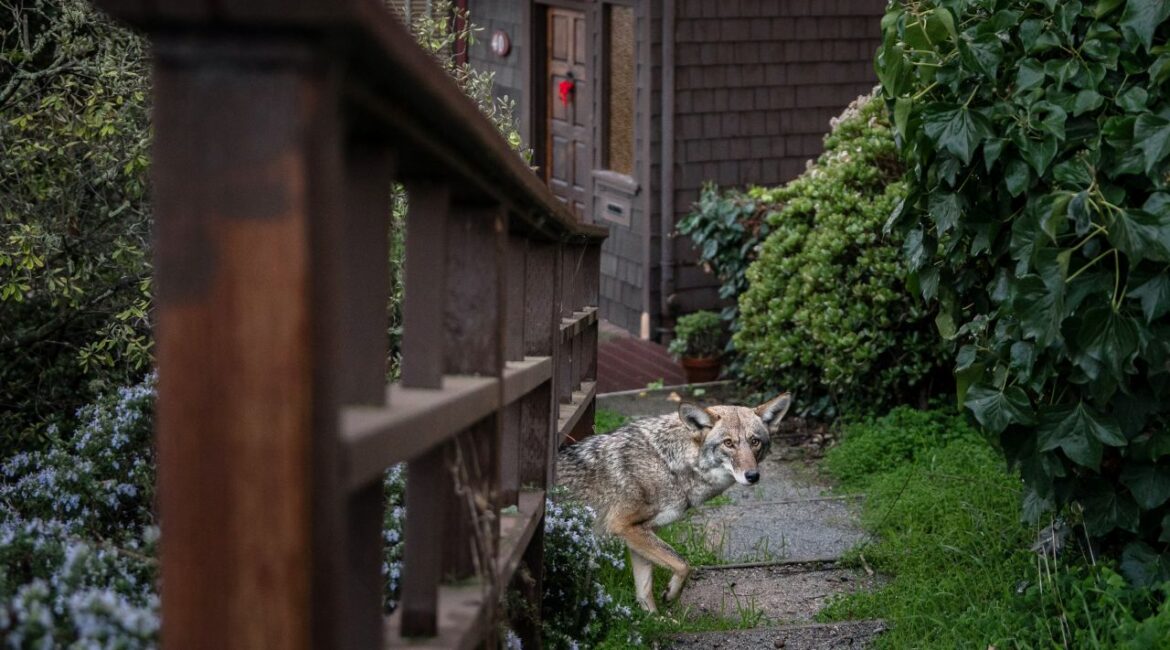 San Francisco Coyotes