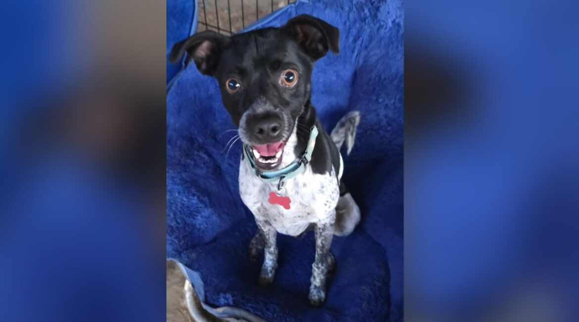 Bentley, a playful and affectionate 5-year-old “supermutt” who showed up on a doorstep two years ago, is still waiting to find his forever home. (Mell's Mutts)