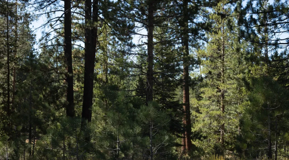 Tahoe National Forest