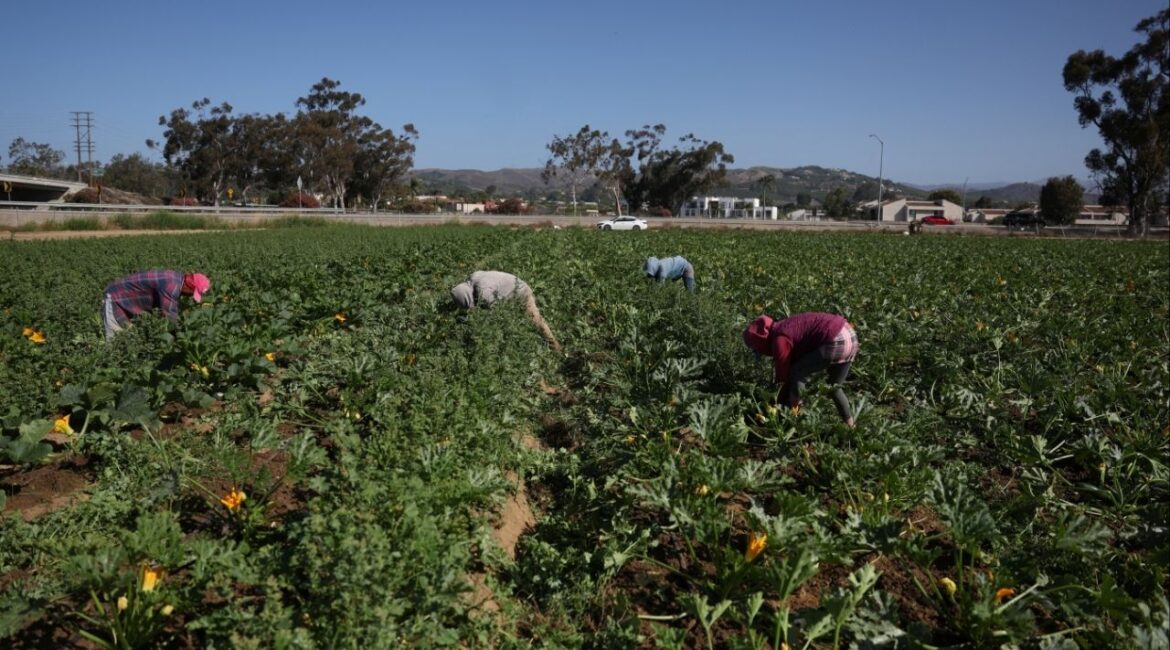 Immigrant workers harvest crops during the weekend, as labor shortages risk leaving fields unpicked, in Oxnard, California, U.S., June 22, 2025. REUTERS/Pilar Olivares