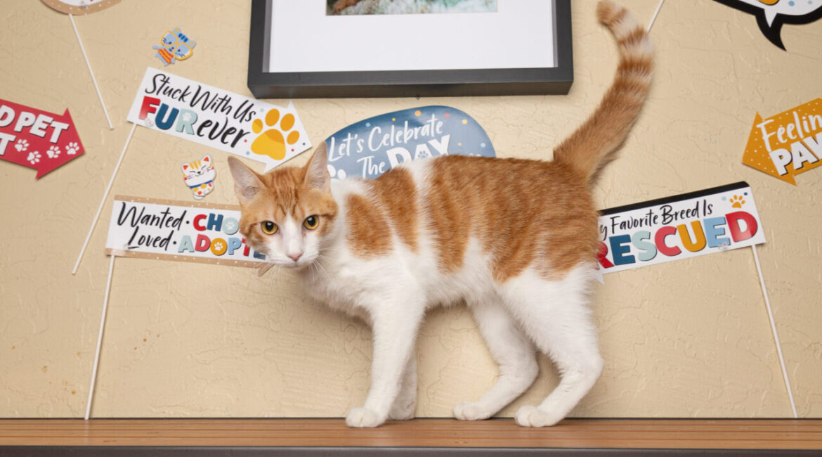 Colby, a classic tabby, is GV Wire's Adoptable Pet of the Week, July 3, 2025