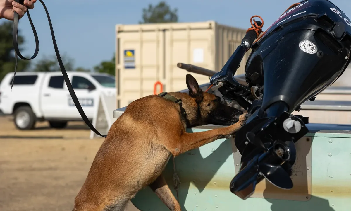 Belgian Malinois Checks for Invasive Species in California Waters