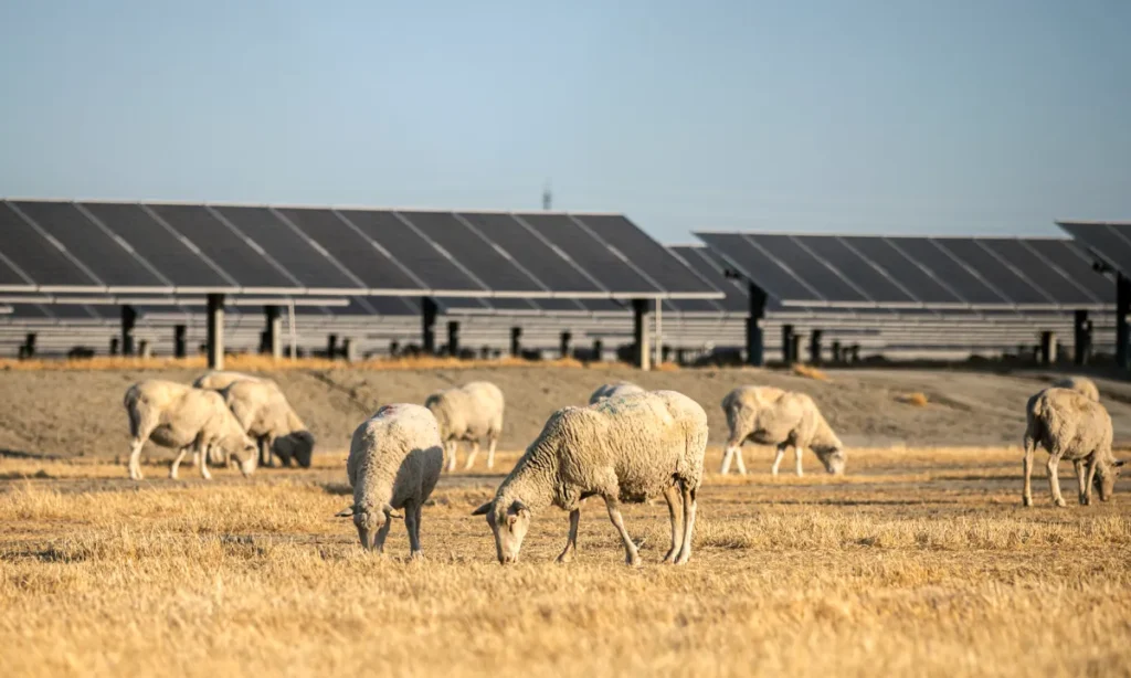Sheep Graze Next to Kettleman City Solar Farm