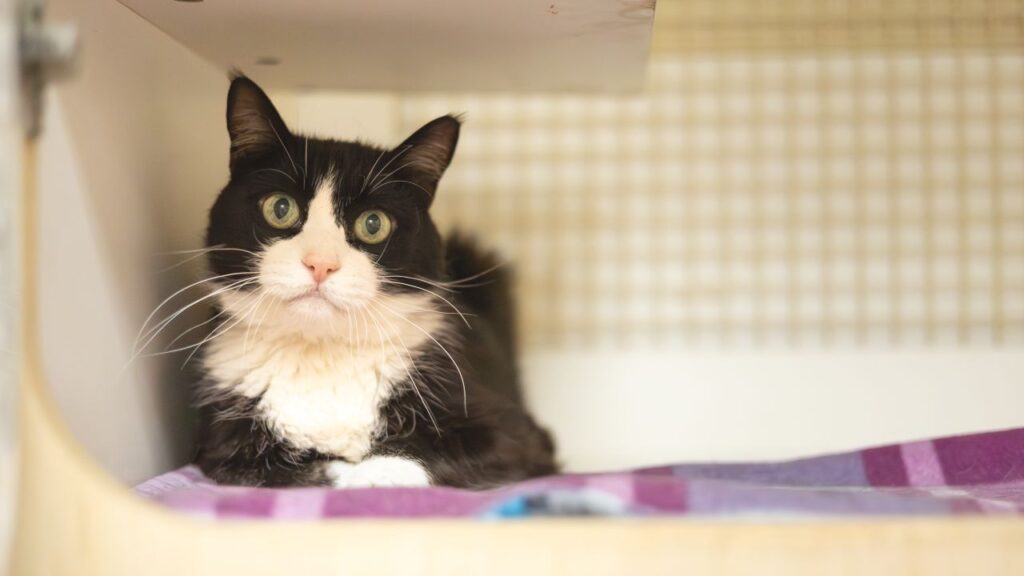 Lugosi, GV Wire's Adoptable Pet of the Week for July 18, 2025