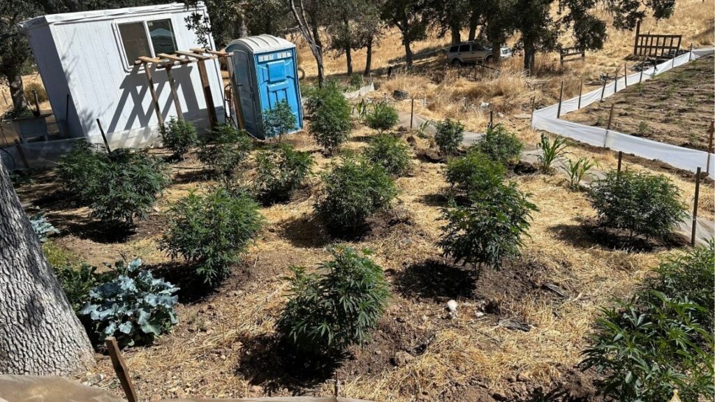 Authorities in Madera County eradicated more than 1,600 marijuana plants during a search of an illegal grow operation in Raymond. (Madera County SO)