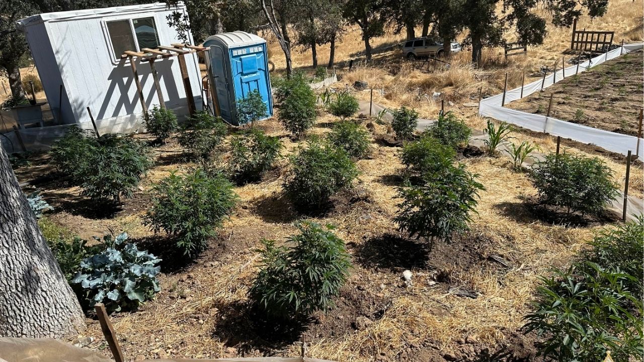 Authorities in Madera County eradicated more than 1,600 marijuana plants during a search of an illegal grow operation in Raymond. (Madera County SO)
