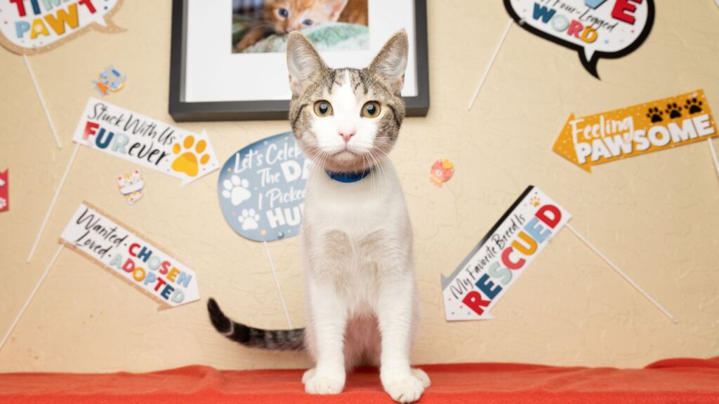 Tater Is GV Wire's Adoptable Pet of the Week, July 25, 2025