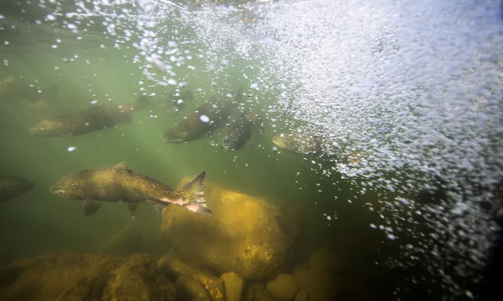 Salmon on California's American River