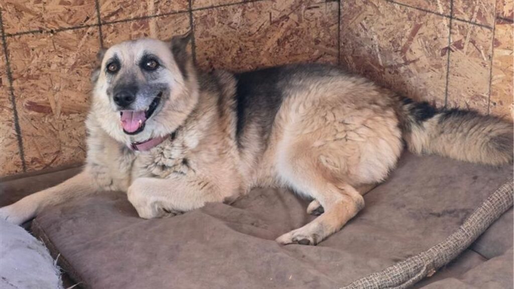 Shepherd-husky mix Jenny was rescued after spending days outside a Calwa ATM and is now safe, leash-trained, and ready for a new home. (Mell's Mutts)