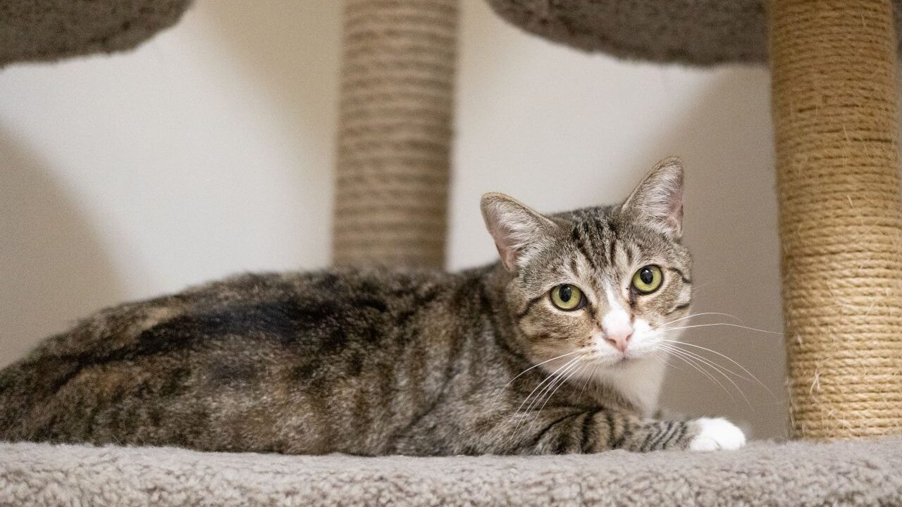 Eevee Is GV Wire's Adoptable Cat of the Week, July 31, 2025