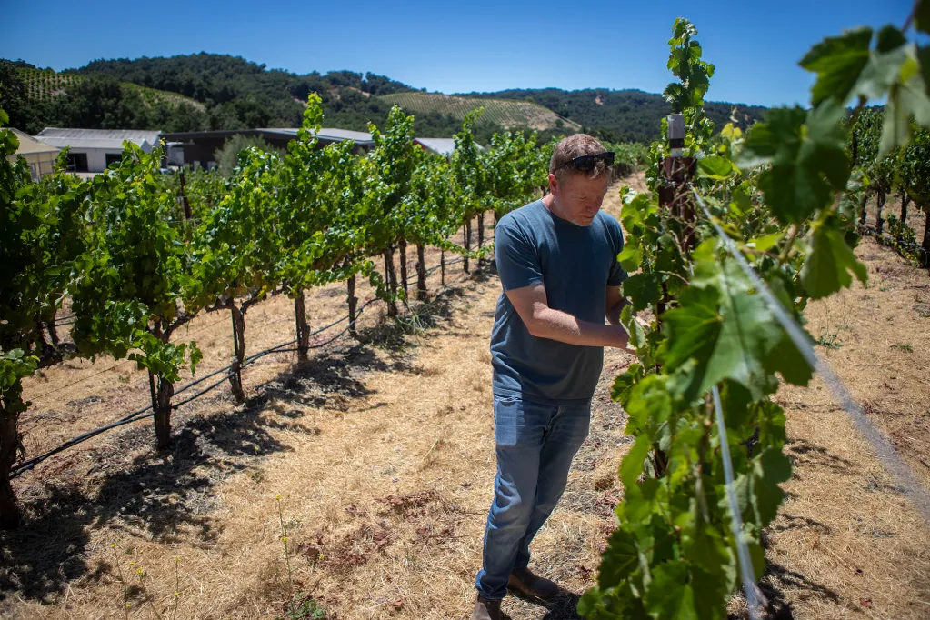 Tablas Creek Vineyard Owners Jason Haas Inspects Some of His Grapes