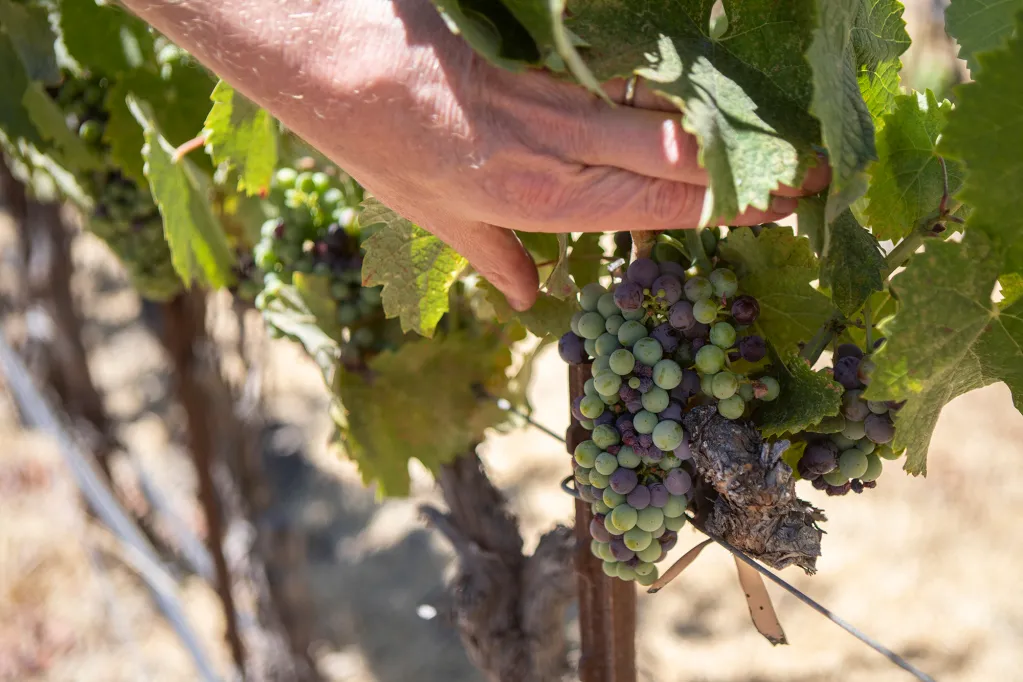 Jason Haas of Tablas Creek Vineyard Shows Off His Grapes