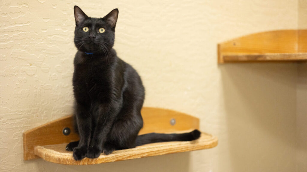 Shadow Is GV Wire's Adoptable Pet of the Week, Aug. 7, 2025