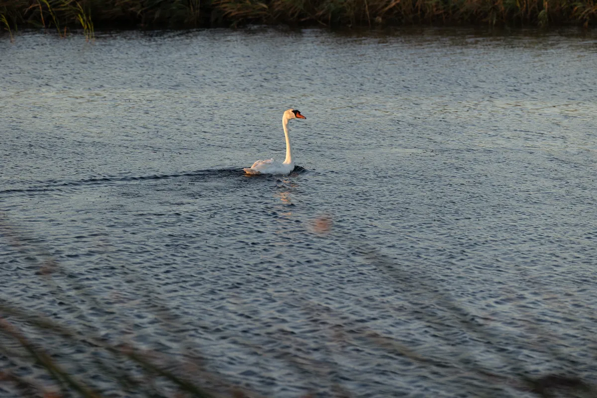 Mute Swan in a Fairfield, California Pond