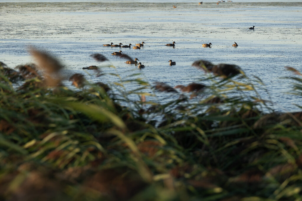 Wildlife at Grizzly Island