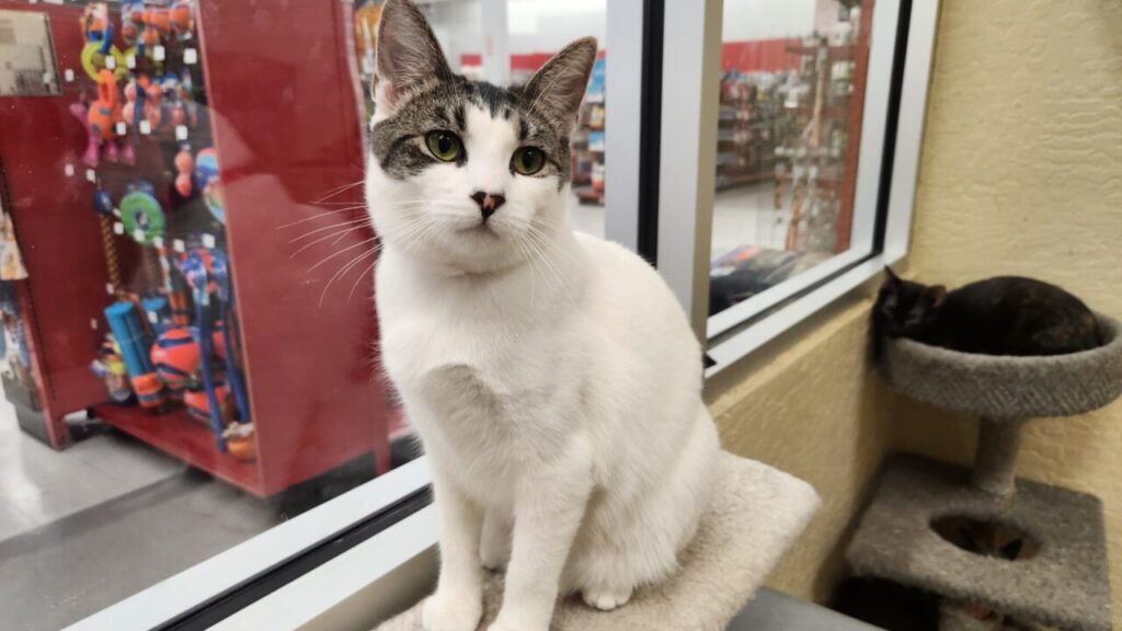 Tina GV Wire's Adoptable Pet of the Week, Aug. 14, 2025