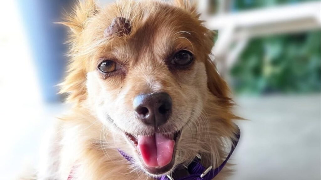 Micky MaKenzie, a bold yet sweet pup who loves belly rubs, car rides and playing with dogs of all sizes, is now recovered from surgery and ready for a forever home with his best buddy Sunny. (Mell's Mutts)