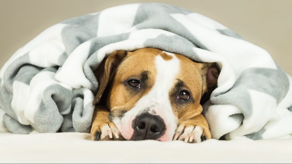 Madera County Animal Services is warning pet owners about an outbreak of highly contagious canine distemper virus confirmed in the City of Madera’s riverbed area. (Shutterstock)