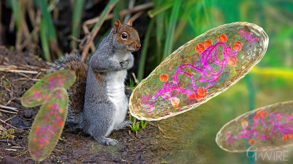 bubonic plague squirrel