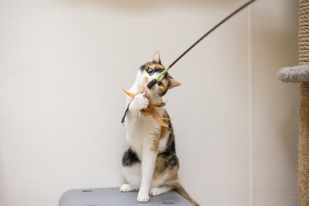 Sasha GV Wire's Adoptable Pet of the Week